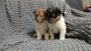 срочно продаю в связи с переездом: Предлагаются к продаже щенки Шотландской овчарки (колли). Родители