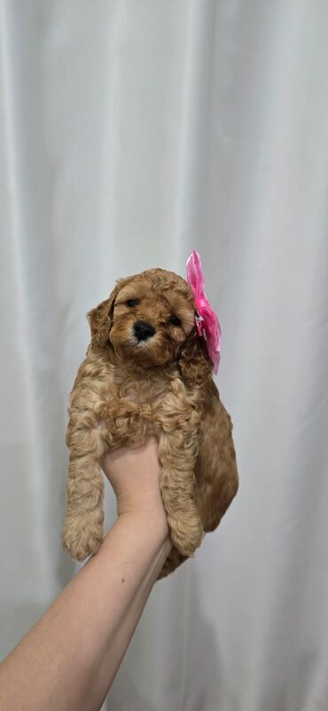 İtlər: Pudel, 1 ay, Dişi — 6