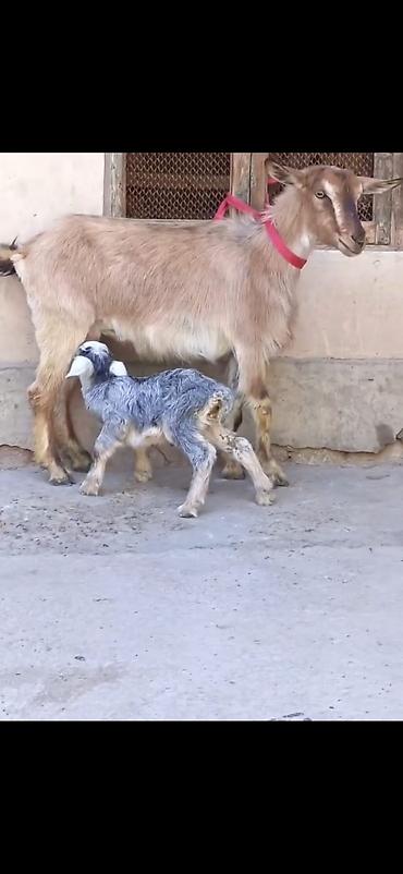 inək balası: Satılır: Ana keçi balası ilə - Növ: Yerli keçi - Komplekt: Ana keçi + — 2
