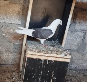 Ağ və qara rənglərdə olan bu göycəklər sağlam və fəaldırlar. Qanadları