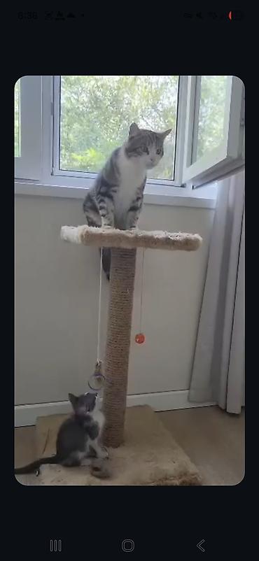 Находка и пропажа кошек: Пропал кот в районе панфилова/жибек-жолу, пропал в сентябре. Кот — 2