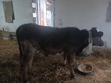 Dana, buzov: Diși göbəkli 7ayLlq disi danadlr. dananln anaslvə anaslnln anaslda — 9