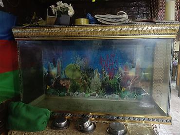 100 l akvarium: Salam. Akvarium satılır. Çok gözəl akvariumdu. Barter de olunur — 8