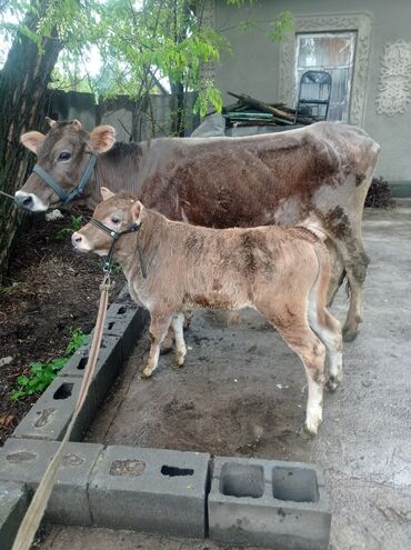 швец корова: Продаю | Корова (самка) | Алатауская | Для молока | Искусственник