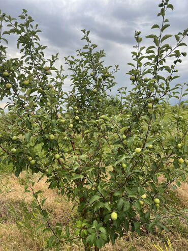 Сельхоз предприятия: Продаю Питомник растений, 1000 соток, Действующий, Без оборудования, Скважина, Холодная вода, Электричество — 8