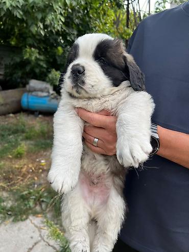 мопс купить: Сенбернар, 1 месяц, Самец — 1