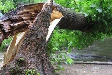 войлок бишкек: Отдам Бесплатно дерево для дров Ак Орго