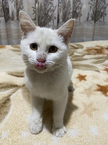жалал абад кошки: 2 месяца, Мальчик — 2