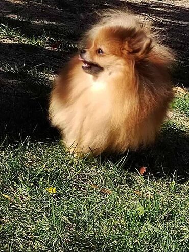 Psi: Oduševićemo vaša srca predivnim Pomerancima iz našeg pažljivo — 17