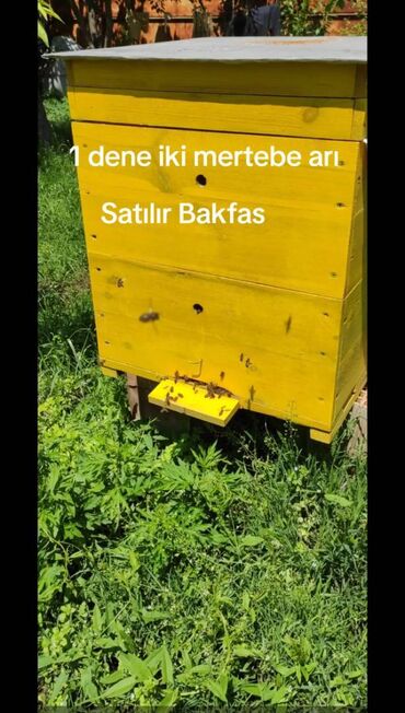 meymunun qiymeti: Bir Eded iki mertebe arı satılır tam dolu ballı Ağdaş rayonu ciddi