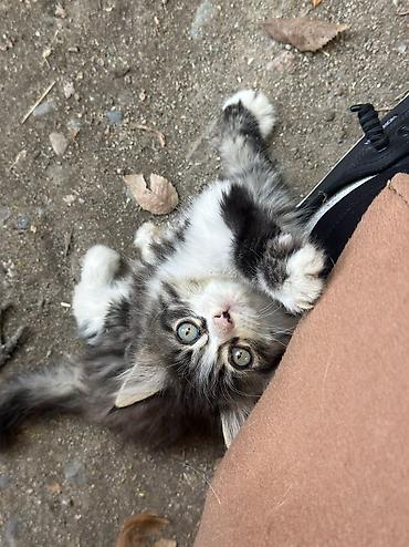 Табылган жана жоголгон мышыктар: Эти котята ищут своего доброго человека! Обе девочки,знают — 1