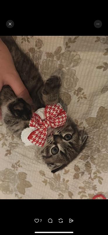 Продажа кошек: Скотиш Фолд (Шотландская вислоухая), 2 месяца, Девочка, Серый, Приучена к лотку, Проглистована, С документами — 6