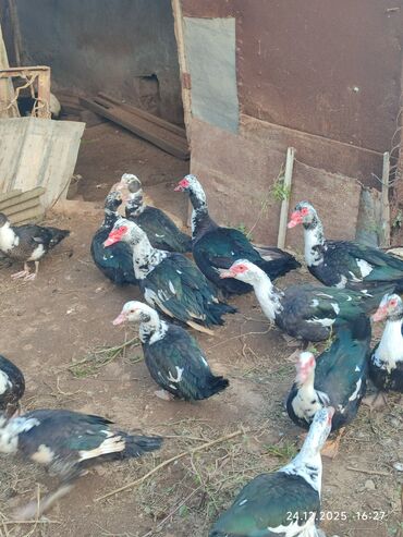 Ördəklər: Dişi, | Lal ördək, Ətlik — 7