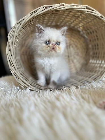 Pişiklər: Fars — 9