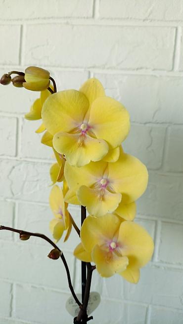 Орхидеи: Большой выбор сортовых орхидей. высота растений 70 см — 1
