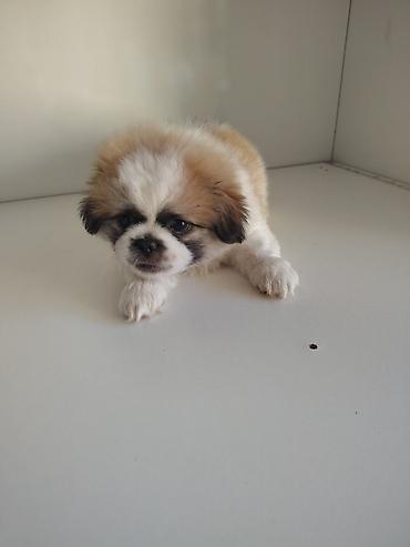 heyvan per page 40: Pekines, 2 ay, Erkək, Peyvəndli, Ödənişli çatdırılma — 1
