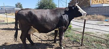 Коровы, быки: Продаю | Корова (самка) — 18