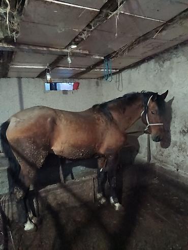 Лошади, кони: Продаю | Жеребец | Рабочий | Мерин — 8