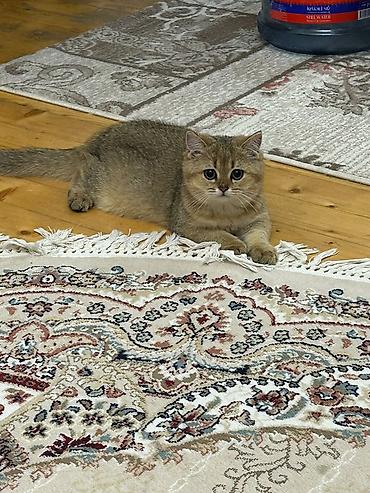 bala pişik ucuz: Qızıl şinşilla, Dişi — 1