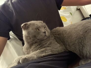 японская порода кошек: Шотландская вислоухая кошка (Scottish Fold), окрас — сплошной голубой