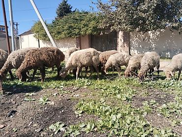 bal arisi satisi: Salam tam saglam heyvanlardir 25 eded qoyundur isdeyen elaqe saxlasin — 8