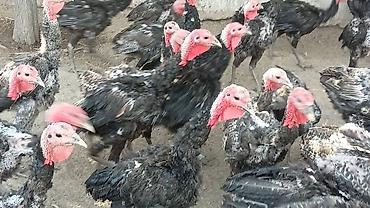 гисар матка: Продам возраст четыре месяца плюс — 1