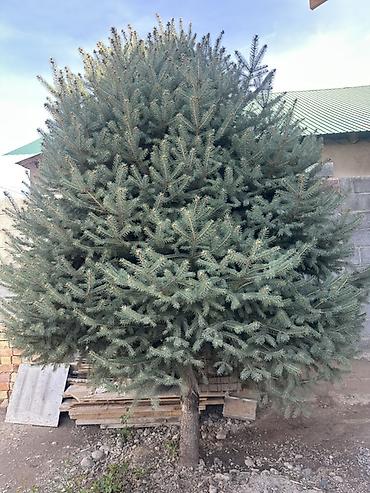 Ель голубая (Picea pungens, blue spruce) - Пышная крона правильной