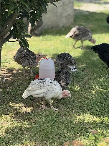 акита ино: Срочно Продаются оптом домашние гуси и индюки 🦃🪿 Продаются здоровые — 9