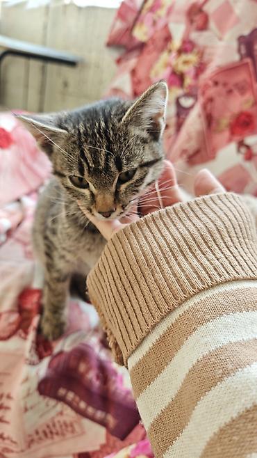 хочу котёнка: Кошка даром: Беспородная, 2 месяца, Девочка — 5