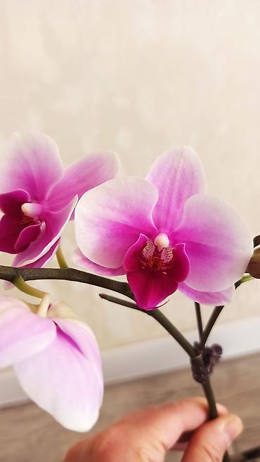 Орхидеи: Орхидея фаленопсис Особенности: - Крупные цветки классической формы — 1