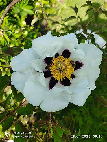 семена мака: Древовидные пионы (Paeonia suffruticosa) с крупными экзотическими — 4