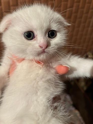 Pişiklər: Şotland yastı qulaq, Erkək, Dişi, Yaxşı əllərə, Ödənişli çatdırılma, Pulsuz çatdırılma, Ünvandan götürmə — 8