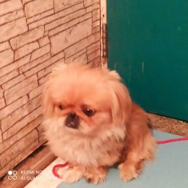 İtlər: 11 ay, Erkek, Ödənişli çatdırılma — 9