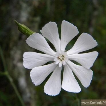 сапониндер: Cмолёвка Капская она же силена капенсис (silene capensis)