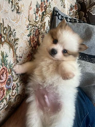 İtlər: Şpitz — 3