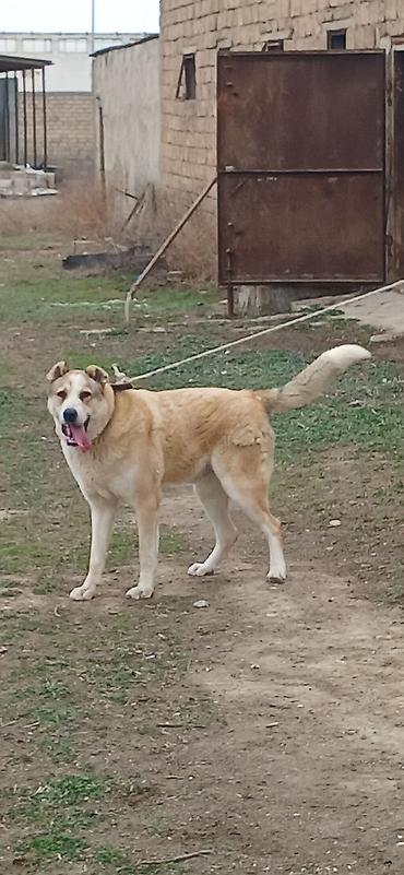 İtlər: Qurdbasar, 3 il, Erkek — 9