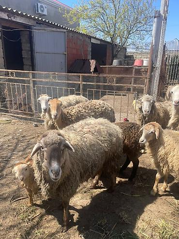 Qoyunlar, qoçlar: Qoyun sürüsü satılır - Növlər: yerli qarışıq ət-yun istiqamətli — 4