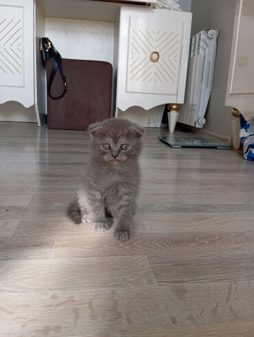 ağ pişik cinsləri: Erkək, Dişi
