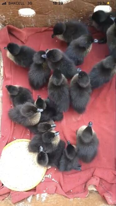 Коровы, быки: Kayuqa Ördey balasi 2 hefdelik olanlar 10 manat. 1 hefdelik 8 manat –