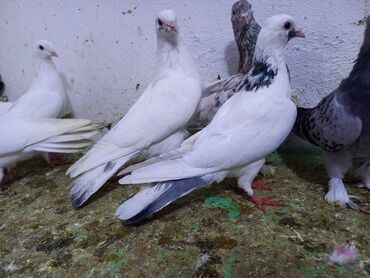 Göyərçinlər: Salam Aleykum qardaşlar 40 dene quşdu içində super uçan Quşlar var — 8