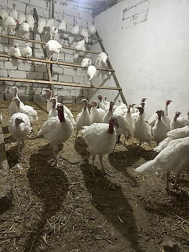 turbo az heyvanlar: Ağ rəngli hind toyuqları (hinduşka) – etlik damazlig istiqamət say 50 — 1