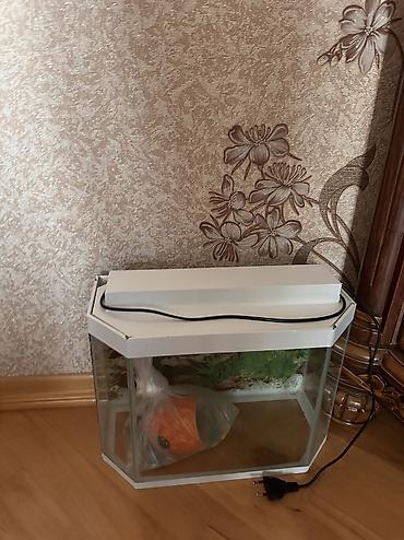 Akvarium Satilir. Iwletmirem. qiymet 10 azn