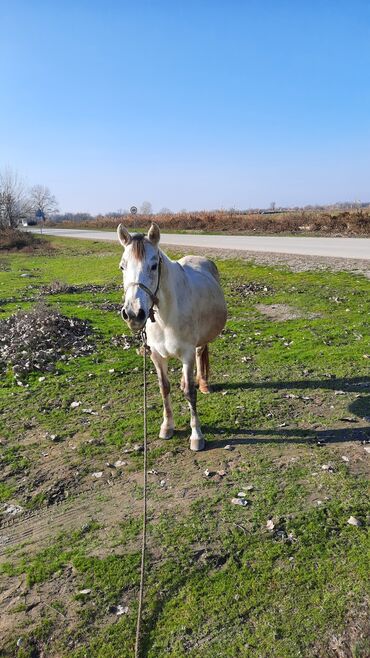 heyvan satisi: Dişi, il: 6, Ünvandan götürmə