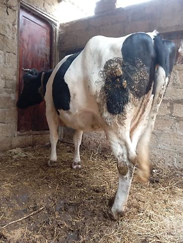 sağmal inək: 3 cu qarna 7 di aylıq boğaz ivanovka iney satılır cox sakit heyvandı — 4