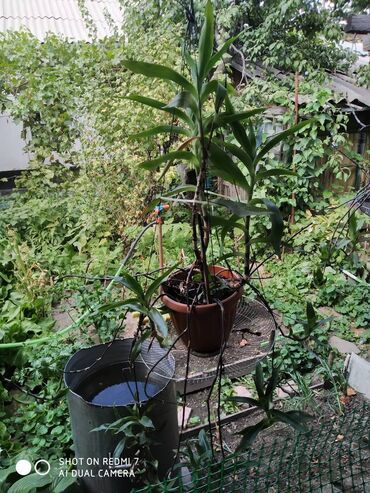 Декоративные цветы: Продаю: 1. Золотой Ус, большой. Цена за один корень 650 сом. — 6