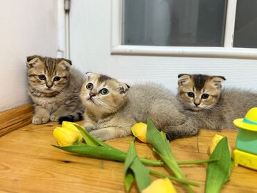 pişim: Şinşilla, Erkək, Dişi, Ünvandan götürmə, Ödənişli çatdırılma