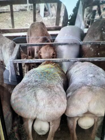 кочкор реклама: Сатам | Ургаачы кой (ургаачы), Кочкор (эркек)