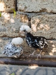 Toyuqlar: Başlıq: Rahibə 3 aylıq – 2 ədəd, 55 AZN, real alıcı narahat etsin -da lalafo.az — 2 Toyuqlar: Başlıq: Rahibə 3 aylıq – 2 ədəd, 55 AZN, real alıcı narahat etsin — 2