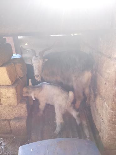 keci satan: Satılır: ana keçi və balası (oğlaq). - Ana keçi: buynuzlu, boz-ağ — 3