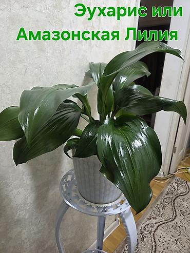 кашпо для орхидей: Олеандр в горшке (Nerium oleander) - Крупное комнатное/балконное — 7